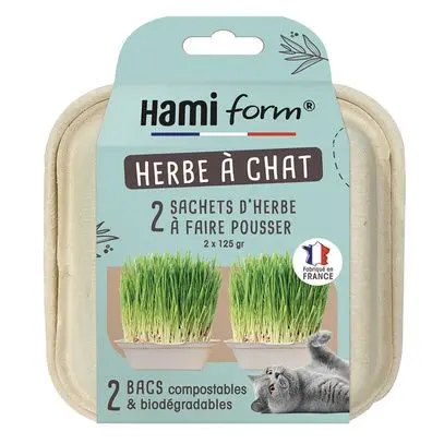 Herbe a chat a faire pousser Hami